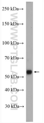 SOX10 Antibody in Western Blot (WB)