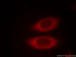 JTV1 Antibody in Immunocytochemistry (ICC/IF)