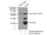 MAX Antibody in Immunoprecipitation (IP)