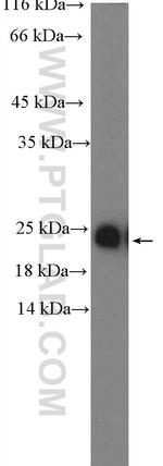 MAX Antibody in Western Blot (WB)