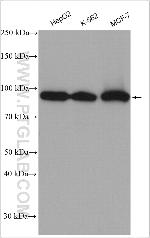 Calnexin Antibody in Western Blot (WB)