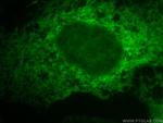 Calnexin Antibody in Immunocytochemistry (ICC/IF)