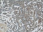 Calnexin Antibody in Immunohistochemistry (Paraffin) (IHC (P))