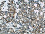 Calnexin Antibody in Immunohistochemistry (Paraffin) (IHC (P))