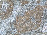 Calnexin Antibody in Immunohistochemistry (Paraffin) (IHC (P))