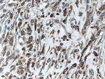 Calnexin Antibody in Immunohistochemistry (Paraffin) (IHC (P))