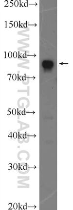 Calnexin Antibody in Western Blot (WB)