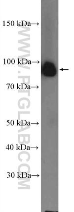 Calnexin Antibody in Western Blot (WB)