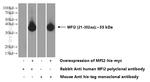 MFI2 Antibody in Western Blot (WB)