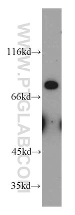 MFI2 Antibody in Western Blot (WB)