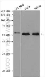 SMAD1 Antibody in Western Blot (WB)