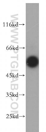 SMAD1 Antibody in Western Blot (WB)