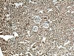 CDK5 Antibody in Immunohistochemistry (Paraffin) (IHC (P))