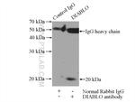 DIABLO Antibody in Immunoprecipitation (IP)