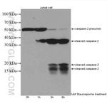 Caspase 2/p18 Antibody in Western Blot (WB)