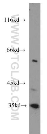Caspase 2/p18 Antibody in Western Blot (WB)