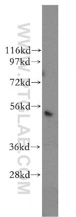 Caspase 2/p18 Antibody in Western Blot (WB)