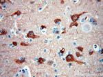 Neurogranin Antibody in Immunohistochemistry (Paraffin) (IHC (P))