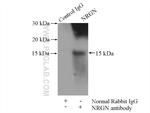 Neurogranin Antibody in Immunoprecipitation (IP)