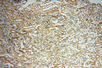 Neurogranin Antibody in Immunohistochemistry (Paraffin) (IHC (P))