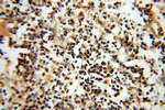 Neurogranin Antibody in Immunohistochemistry (Paraffin) (IHC (P))