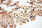 Neurogranin Antibody in Immunohistochemistry (Paraffin) (IHC (P))