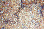 Neurogranin Antibody in Immunohistochemistry (Paraffin) (IHC (P))