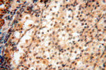 Neurogranin Antibody in Immunohistochemistry (Paraffin) (IHC (P))