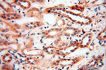 Neurogranin Antibody in Immunohistochemistry (Paraffin) (IHC (P))