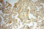 Neurogranin Antibody in Immunohistochemistry (Paraffin) (IHC (P))