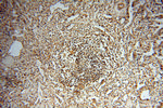 Neurogranin Antibody in Immunohistochemistry (Paraffin) (IHC (P))