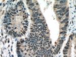 TORC1 Antibody in Immunohistochemistry (Paraffin) (IHC (P))