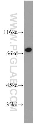 TORC1 Antibody in Western Blot (WB)