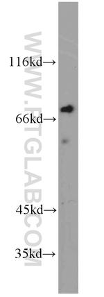 TORC1 Antibody in Western Blot (WB)