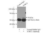 TORC1 Antibody in Immunoprecipitation (IP)