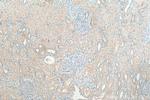 SLC43A1 Antibody in Immunohistochemistry (Paraffin) (IHC (P))