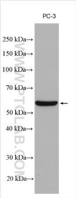 SLC43A1 Antibody in Western Blot (WB)