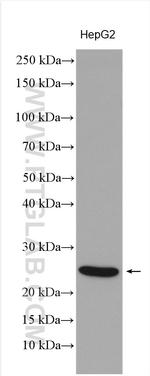 NGFRAP1 Antibody in Western Blot (WB)