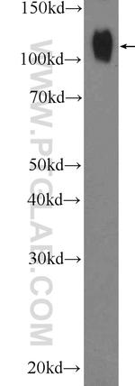 NOP2 Antibody in Western Blot (WB)