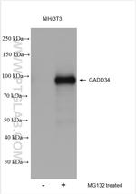 GADD34 Antibody in Western Blot (WB)