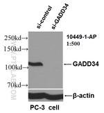 GADD34 Antibody in Western Blot (WB)