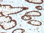 CDX2/Caudal Type Homeobox 2 Antibody in Immunohistochemistry (Paraffin) (IHC (P))