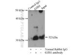 Connexin-32 Antibody in Immunoprecipitation (IP)