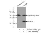 CLTB Antibody in Immunoprecipitation (IP)