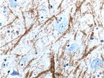 Myelin basic protein Antibody in Immunohistochemistry (Paraffin) (IHC (P))