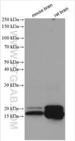 Myelin basic protein Antibody in Western Blot (WB)