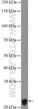 Myelin basic protein Antibody in Western Blot (WB)