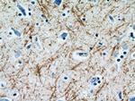 Myelin basic protein Antibody in Immunohistochemistry (Paraffin) (IHC (P))