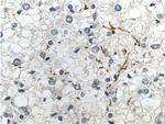 Myelin basic protein Antibody in Immunohistochemistry (Paraffin) (IHC (P))