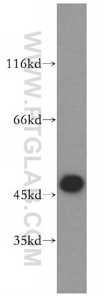 EIF4A3 Antibody in Western Blot (WB)